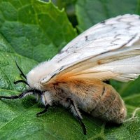 Самочка непарного шелкопряда! :: Елена Хайдукова  ( Elena Fly )