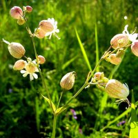 Июль,.. Цветут погремки! :: Владимир 