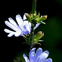 Цикорий :: Татьяна Лютаева