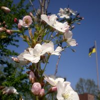 Весна :: Роман Савоцкий Весна :: Роман Савоцкий