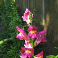 Красавчик :: Людмила Смородинская Красавчик :: Людмила Смородинская