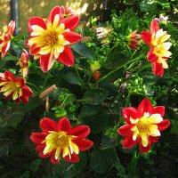 Во всей красе :: Людмила Смородинская Во всей красе :: Людмила Смородинская