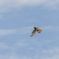 сова болотная. :: юрий макаров сова болотная. :: юрий макаров