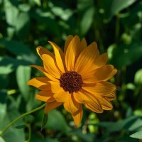 Одна из разновидности подсолнуха :: Игорь Сикорский