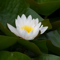 Москва. Воронцовский парк. Кувшинка. :: Наташа *****