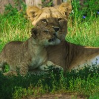 Мама, я тебя ЛЮБЛЮ :: Владимир Максимов