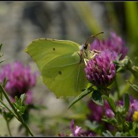 *** :: Aleksandr Gal