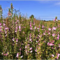 Полевые цветы. Стальник полевой. :: Валерия Комова