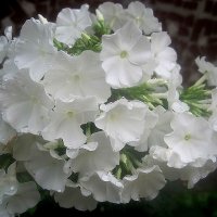 Флоксы :: Елена Семигина Флоксы :: Елена Семигина