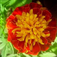 Летний :: Елена Семигина Летний :: Елена Семигина