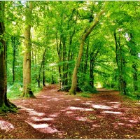В ЛЕСУ... :: Elvira E. 