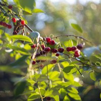 Вишнёвая ветка :: Александр Синдерёв