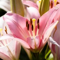 Розовая лили крупным планом :: Александр Синдерёв