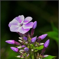 Красота вокруг нас :: Максим Сорокин