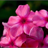 Нежность :: Максим Сорокин