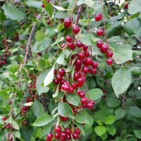 О черёмухе... :: Андрей Заломленков