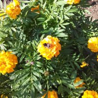 Бархатцы :: Дмитрий Никитин