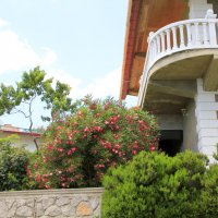 Олеандр цветёт. :: Геннадий Валеев