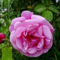 Цветут и радуют нас.. :: Антонина Гугаева