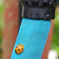 Божья коровка,полети на небо.... :: Станислав Мутовин