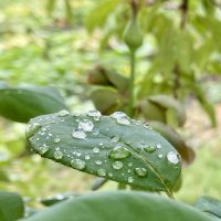 После дождя (4) :: Alexey YakovLev