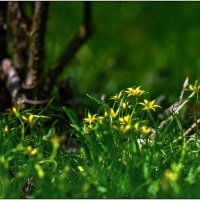 Маленькая компания) :: Максим Сорокин