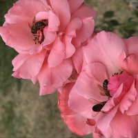 Пчёлкин труд :: Pippa 