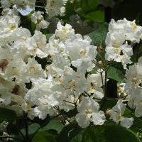 Катальпа :: Freddy 97