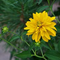 Уже золотые шары :: Светлана 