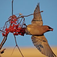 В полете :: Александр Велигура В полете :: Александр Велигура