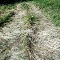 "волосатая" дорога :: Aндрей Антонов