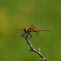 стрекоза :: Александр Леонов