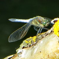 Стрекозлик :: Александр Чеботарь