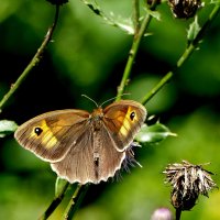 из снятого 1 августа  2 :: Александр Прокудин