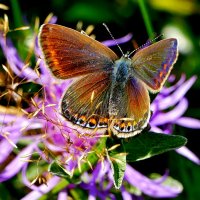 из снятого 1 августа 4 :: Александр Прокудин из снятого 1 августа 4 :: Александр Прокудин