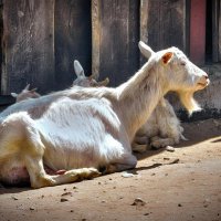 Жарко... ☼ :: Глeб ПЛATOB