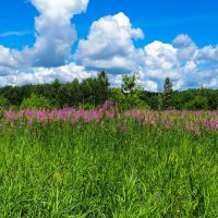 Цветёт иван-чай (репортаж из поездок по области). :: Милешкин Владимир Алексеевич Цветёт иван-чай (репортаж из поездок по области). :: Милешкин Владимир Алексеевич