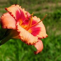 Лилия в солнечных лучах. :: Милешкин Владимир Алексеевич Лилия в солнечных лучах. :: Милешкин Владимир Алексеевич