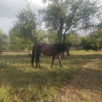 Кони :: Андрей Хлопонин Кони :: Андрей Хлопонин