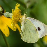 *** :: Виктор Иванович Чернюк *** :: Виктор Иванович Чернюк