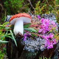 Сыроежка и иван-чай- мои лесные трофеи! :: Владимир 