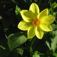 Солнечная красота :: Людмила Смородинская Солнечная красота :: Людмила Смородинская