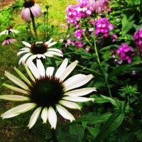 В саду :: Людмила Смородинская