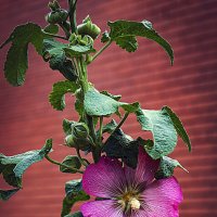 МАЛЬВА :: Владимир Кроливец