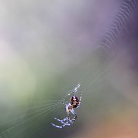 В паутине :: Lyubov Busova