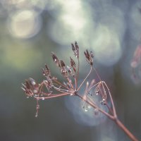 Травинка :: Lyubov Busova