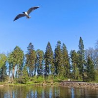 Скальный парк Монрепо в Выборге. :: Ольга Довженко