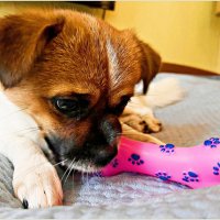 2,5 месяца дома. Обожает пищалки. :: Валерия Комова