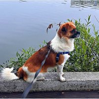 На утренней прогулке. :: Валерия Комова