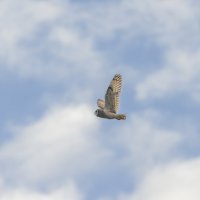 сова болотная. :: юрий макаров